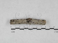 藏品(刺皮菌屬)的圖片