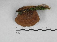 藏品(木層孔菌屬)的圖片