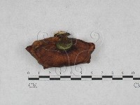 藏品(相鄰小孔菌)的圖片