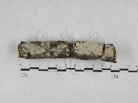 藏品(絲齒菌屬)的圖片