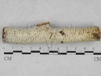 藏品(絲皮菌屬)的圖片