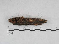 藏品(韌革菌屬)的圖片