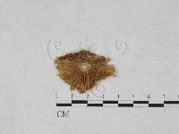 藏品(鵝膏屬)的圖片