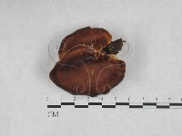 藏品(相鄰小孔菌)的圖片