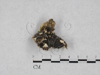 藏品(雲芝)的圖片