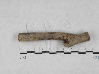 藏品(刺皮菌屬)的圖片