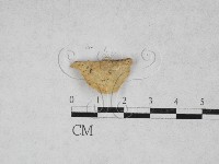 藏品(寡孔菌屬)的圖片