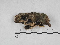 藏品(雲芝)的圖片