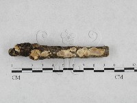 藏品(刺皮菌屬)的圖片