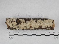 藏品(齒耳菌屬)的圖片