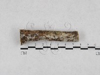 藏品(剛毛絲皮菌)的圖片