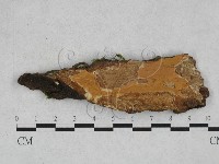 藏品(刺革菌屬)的圖片