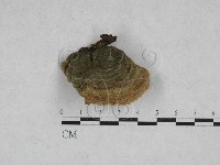 藏品(韌革菌屬)的圖片