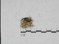 藏品(耙菌屬)的圖片