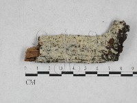 藏品(絲齒菌屬)的圖片