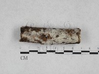 藏品(絲皮菌屬)的圖片