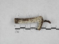 藏品(絲齒菌屬)的圖片