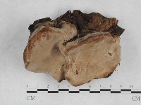 藏品(靈芝屬)的圖片