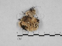 藏品(齒耳菌屬)的圖片