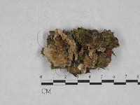 藏品(韌革菌屬)的圖片