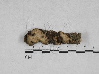 藏品(韌革菌屬)的圖片