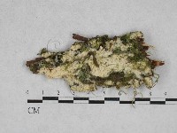 藏品(銳孔菌屬)的圖片