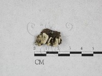 藏品(膠孔菌屬)的圖片