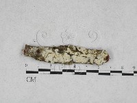 藏品(絲皮菌屬)的圖片