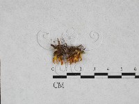 藏品(膠角耳屬)的圖片