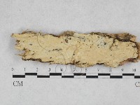 藏品(絲齒菌屬)的圖片