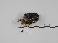 藏品(雲芝)的圖片