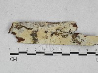 藏品(絲皮菌屬)的圖片