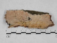 藏品(顯絲菌屬)的圖片