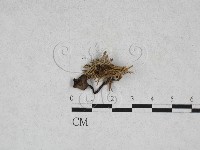 藏品()的圖片