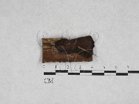 藏品(木耳屬)的圖片