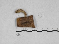 藏品(杯傘屬)的圖片