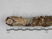 藏品(附毛菌屬)的圖片