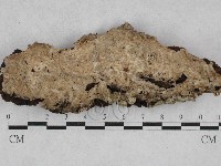 藏品(附毛菌屬)的圖片