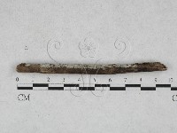 藏品(絲齒菌屬)的圖片