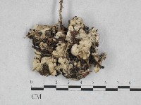 藏品(膠孔菌屬)的圖片