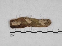 藏品(韌革菌屬)的圖片