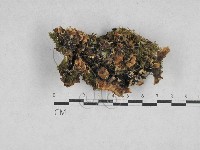 藏品(雲芝)的圖片