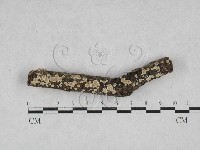 藏品(齒耳菌屬)的圖片