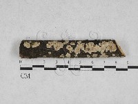 藏品(齒耳菌屬)的圖片