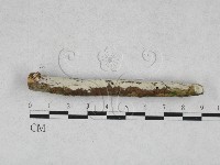 藏品(絲齒菌屬)的圖片