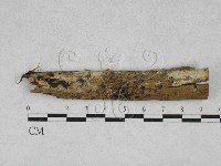 藏品(絲齒菌屬)的圖片