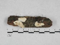 藏品(寡孔菌屬)的圖片