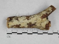 藏品(絲齒菌屬)的圖片