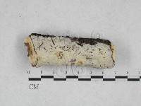 藏品(絲皮菌屬)的圖片