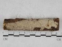 藏品(韌革菌屬)的圖片